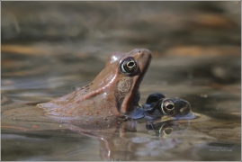 <p>SKOKAN HNĚDÝ (Rana temporaria) ---- /Common frofg - Grasfrosch/</p>